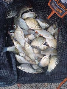 Crucian Carp