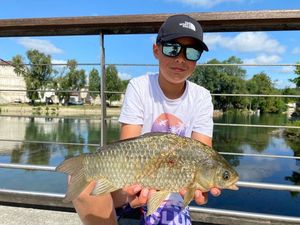 Crucian Carp