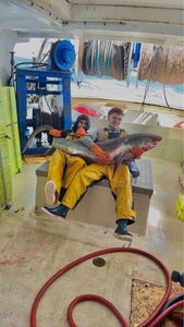 Thresher Shark