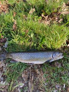 Brown Trout