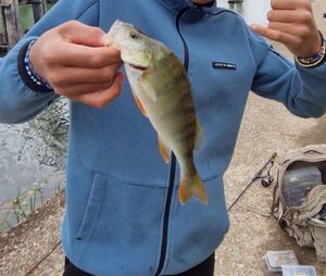 European Perch