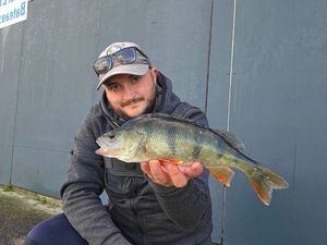 European Perch