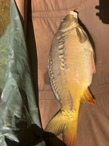 Mirror Carp