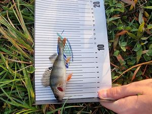 European Perch