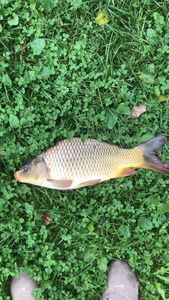 Crucian Carp