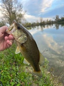 Largemouth Bass