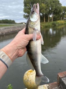 Zander