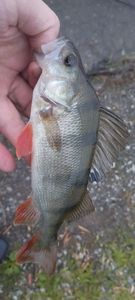 European Perch