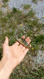 European Perch