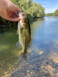 Largemouth Bass