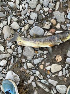Barbel