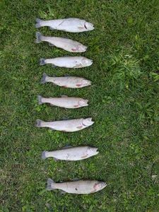 Cutthroat Trout