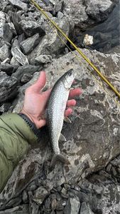Lake Trout