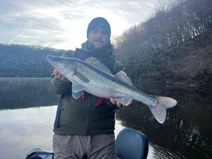 Zander