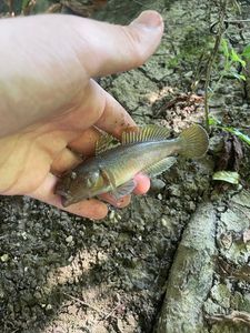 Giant Goby