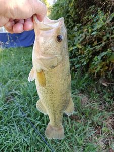 Largemouth Bass