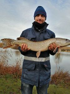 Northern Pike