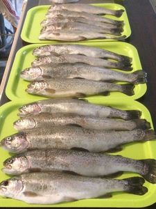 Rainbow Trout