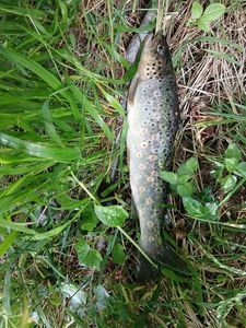 Brown Trout