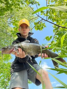 Channel Catfish