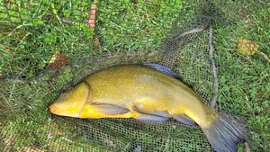 Tench