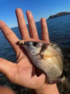 Common Two-Banded Seabream