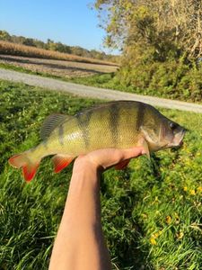 European Perch