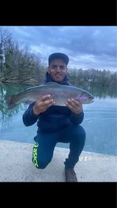 Rainbow Trout