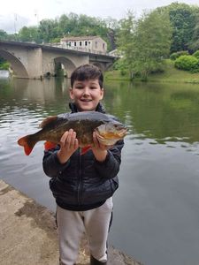 European Perch