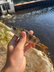 European Perch