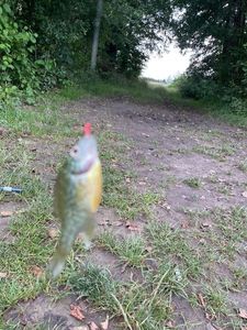 Green Sunfish