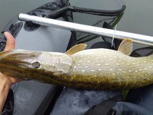 Northern Pike