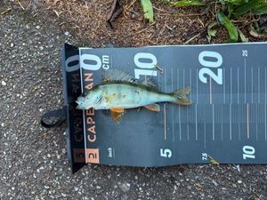European Perch