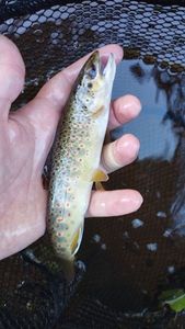 Brown Trout