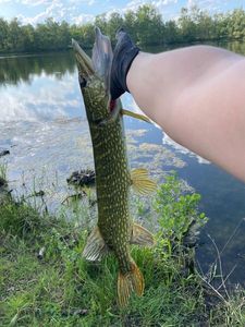 Northern Pike