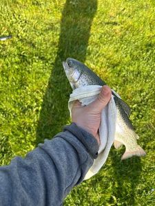 Rainbow Trout