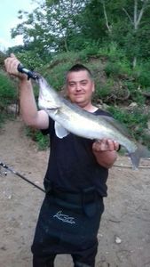 Zander