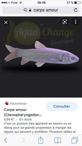 Grass Carp