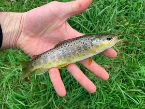 Brown Trout