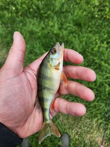 European Perch