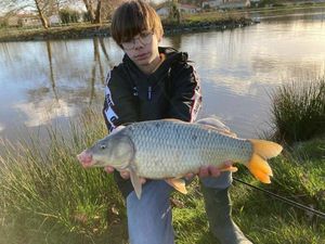 Common Carp