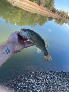 Largemouth Bass