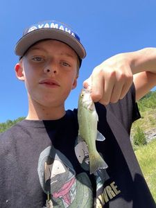 Largemouth Bass