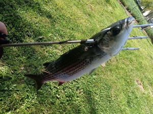 Thicklip Grey Mullet
