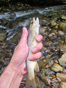 Brown Trout