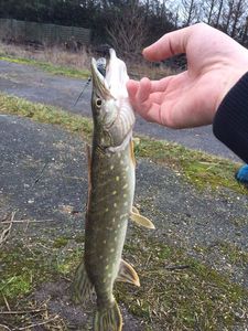 Northern Pike