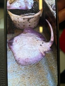 White Skate