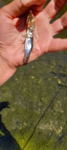 Gudgeon