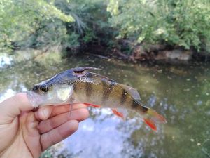 European Perch
