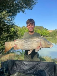 Common Carp